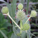 Eryngium yuccifolium - Palmlilien-Edeldistel