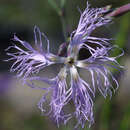 Dianthus superbus - Prachtnelke