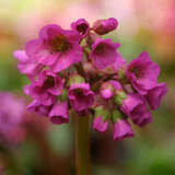 Bergenia 'Eroica' - Riesensteinbrech