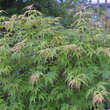 Acer palmatum 'Hagaromo': Bild 3/4