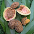 Prunus amygd. 'Robijn': Bild 6/6