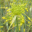 Allium flavum: Bild 1/3