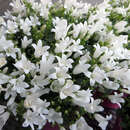 Campanula cochleariifolia 'Bavaria White' - Zwerg-Glockenblume