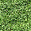 Leptinella dioica: Bild 1/5