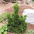 Chamaecyparis obtusa 'Rigid Dwarf': Bild 1/1