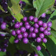 Callicarpa bodinieri giraldii: Bild 3/7