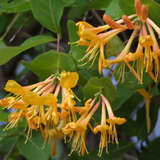 Lonicera tellmanniana - Schlingendes Geißblatt