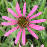 Echinacea tennesseensis 'Rocky Top' - Sonnenhut