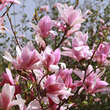 Magnolia 'Royal Crown': Bild 3/4