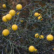 Poncirus trifoliata: Bild 9/10