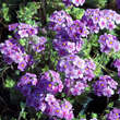 Androsace sarmentosa: Bild 2/4