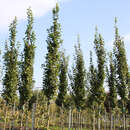 Carpinus betulus 'Fastigiata Dams' - Säulen-Hainbuche