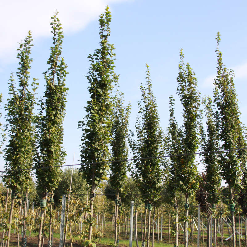 SäulenHainbuche Carpinus betulus 'Fastigiata Dams'