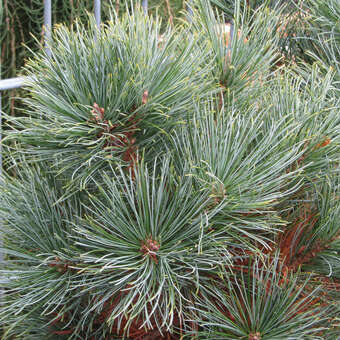 Pinus pumila 'Blue Mops'