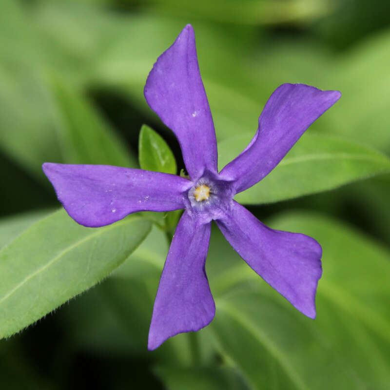 Grosses Immergrun Vinca Major Oxyloba Blau Immergrün — großes immergrün (vinca major) systematik asteriden euasteriden i ord … deutsch wikipedia. grosses immergrun vinca major oxyloba