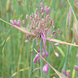 Allium carinatum pulchellum - Zierlauch