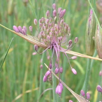 Allium carinatum pulchellum