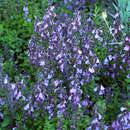 Teucrium chamaedrys - Edelgamander