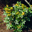 Mahonia aquifolium: Bild 2/7