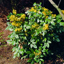 Mahonie - Mahonia aquifolium