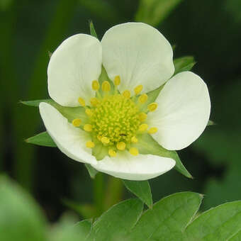 Fragaria anan. 'Elsanta'