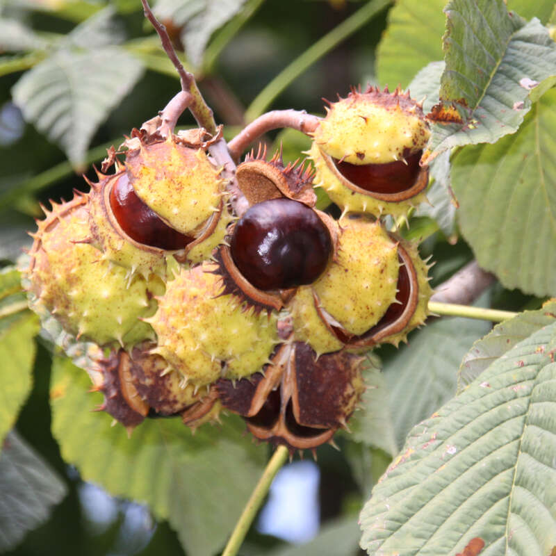 Rosskastanie Aesculus hippocastanum weiß