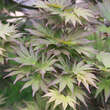 Acer palmatum 'Mirte': Bild 1/5