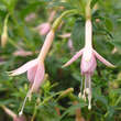 Fuchsia 'Whiteknight's Pearl': Bild 2/4