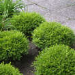 Buxus microphylla 'Herrenhausen': Bild 1/4