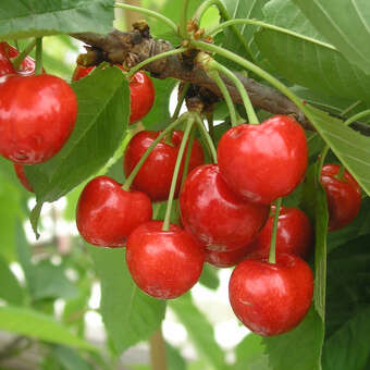 Prunus av. 'Van'