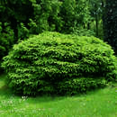 Picea abies 'Nidiformis' - Nestfichte