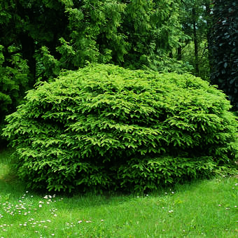 Picea abies 'Nidiformis'