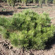 Pinus nigra 'Pygmea': Bild 1/3