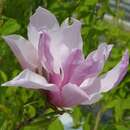 Magnolia 'Betty' - Rosa Lilienmagnolie