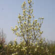 Magnolia 'Elizabeth': Bild 6/7