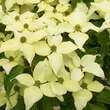 Cornus kousa 'Nicole': Bild 4/4