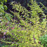 Callicarpa dichotoma 'Issai' - Schönfrucht