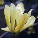 Gelbe Magnolie - Magnolia 'Butterflies'