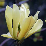 Magnolia 'Butterflies' - Gelbe Magnolie