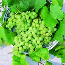 Weinrebe - Vitis vinifera 'Gelbe Wachauerin'