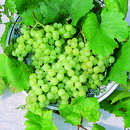 Vitis vinifera 'Gelbe Wachauerin' - Weinrebe