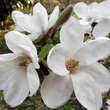 Magnolia 'Norman Gould': Bild 2/3