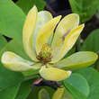 Magnolia acuminata subcordata: Bild 2/4