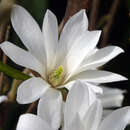 Magnolia loebneri 'Donna' - Baum-Sternmagnolie
