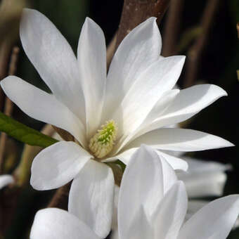 Baum-Sternmagnolie - Magnolia loebneri 'Donna'