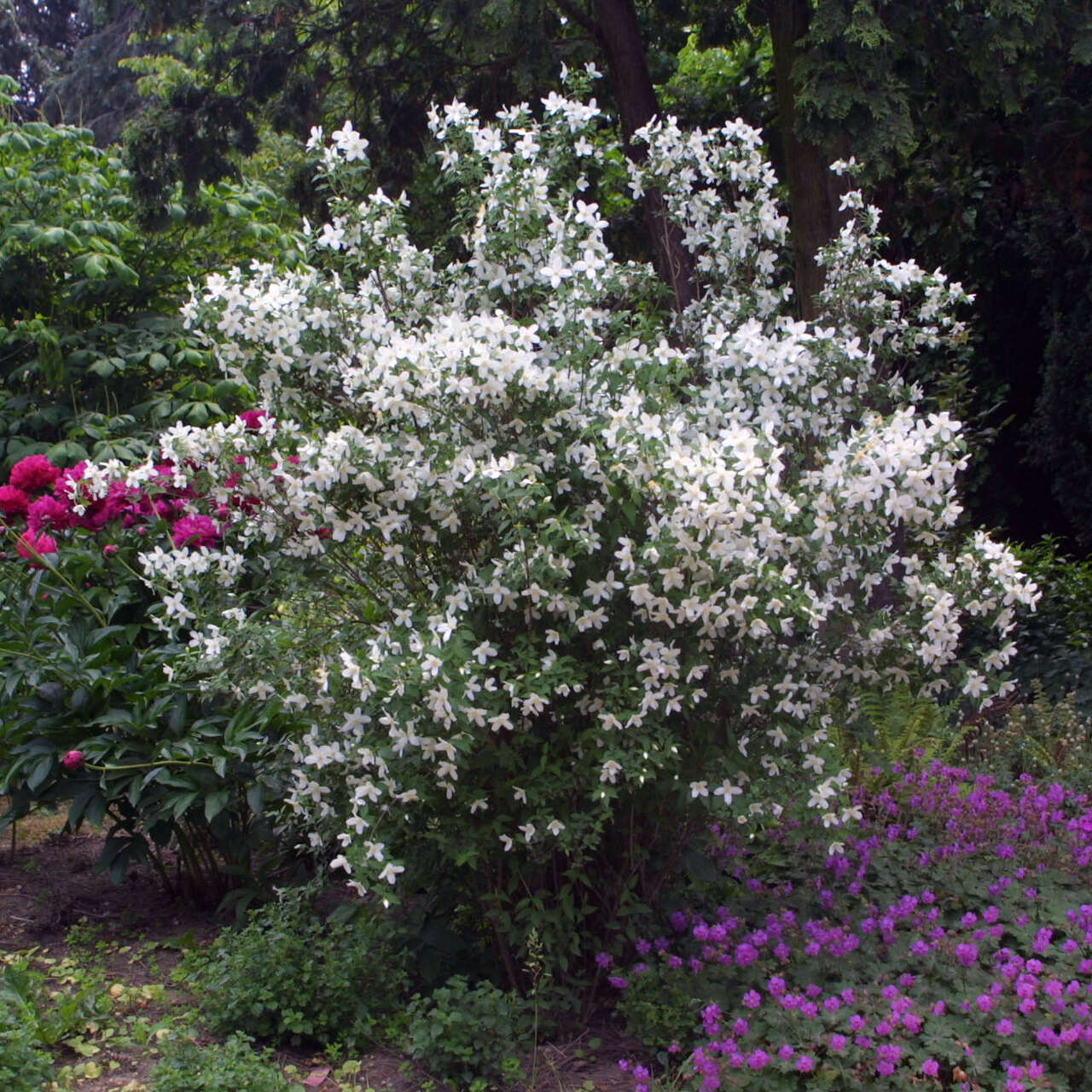 Pfeifenstrauch Silberregen / Erdbeerjasmin | Duftende Weiße Blüten Juni-Juli | Bis 200cm