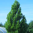 Liriodendron tulipifera 'Fastigiatum': Bild 10/11