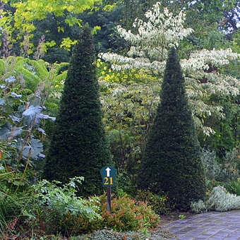 Heimische Eibe - Taxus baccata in Baumschulqualitt aus sterreich kaufen