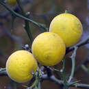 Poncirus trifoliata - Winterharte Zitrone