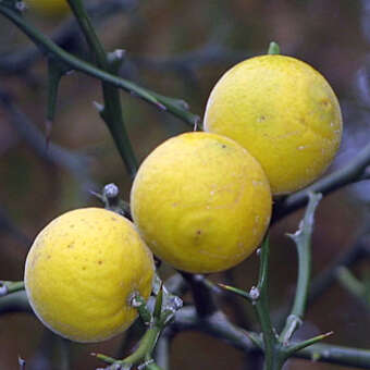 Winterharte Zitrone - Poncirus trifoliata